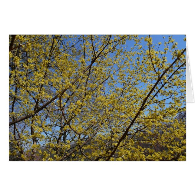 Cornelian Cherry (Devant horizontal)
