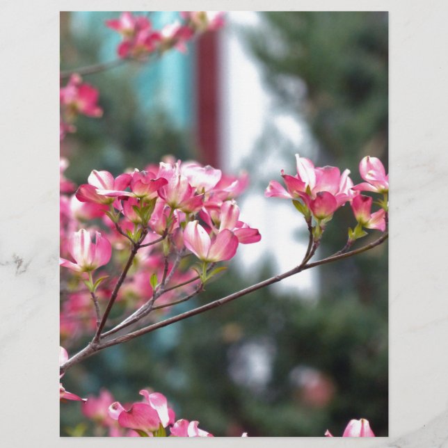 Cornouiller rose (Devant)