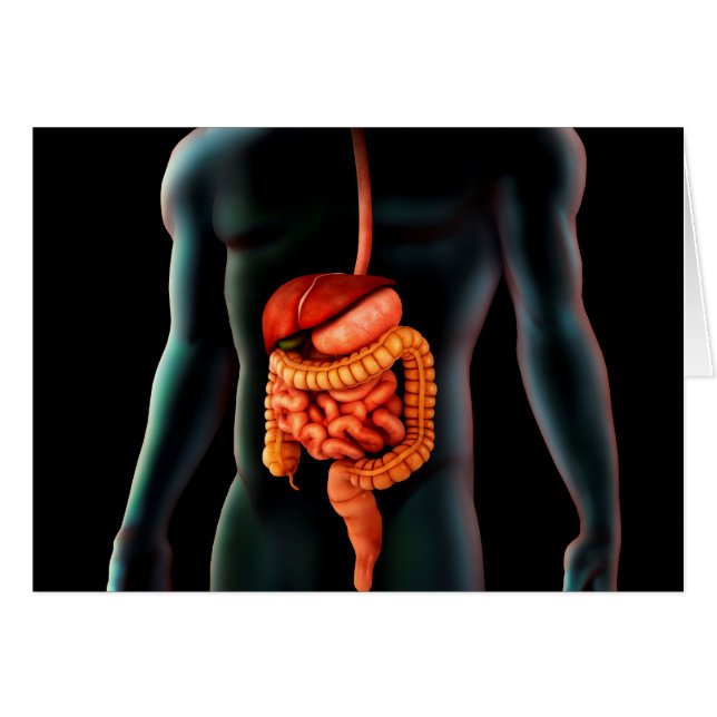 Corps Humain Et Système Digestif (Devant horizontal)