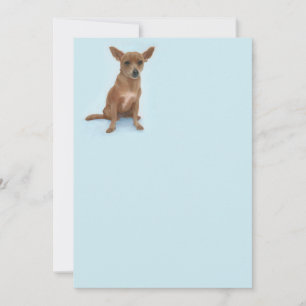 Correspondance Carte de note Charming Chiweenie
