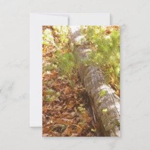 Correspondance Carte de note de journal Woodsy