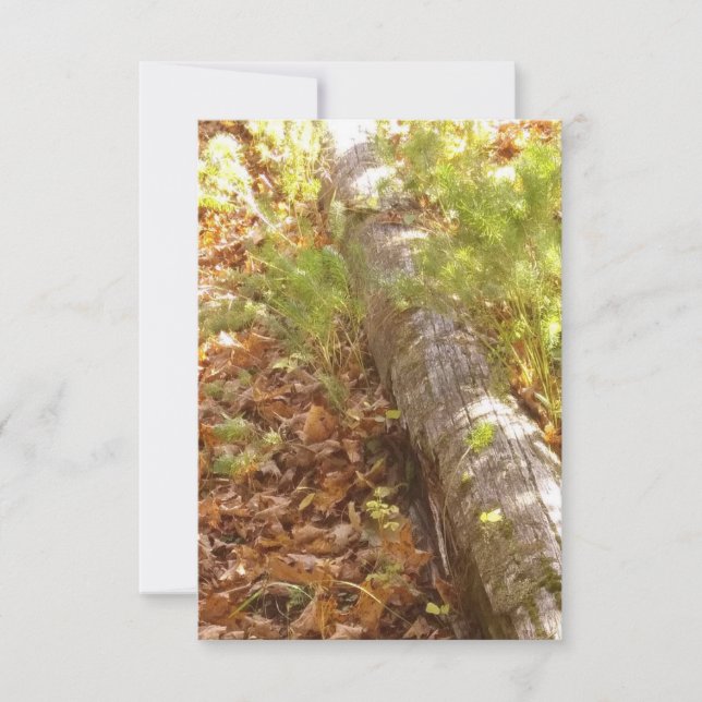 Correspondance Carte de note de journal Woodsy (Devant)