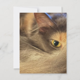 Correspondance Carte de vœux du point de vue d'un chat