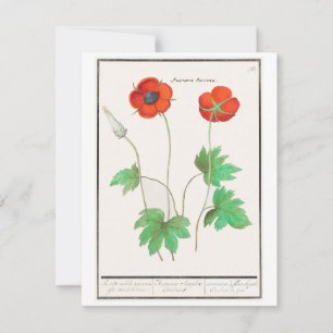 Correspondance Carte de vœux vintage Pavots Floraux