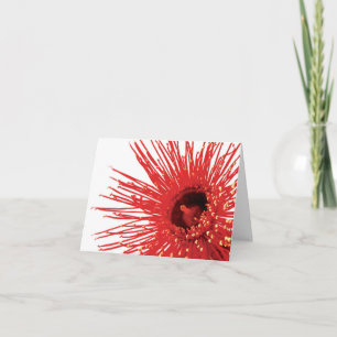 Corymbia ficifolia "Feu sauvage" carte de fleurs p