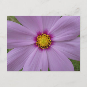 Cosmea rose Gros plan do-it-yourself carte postale