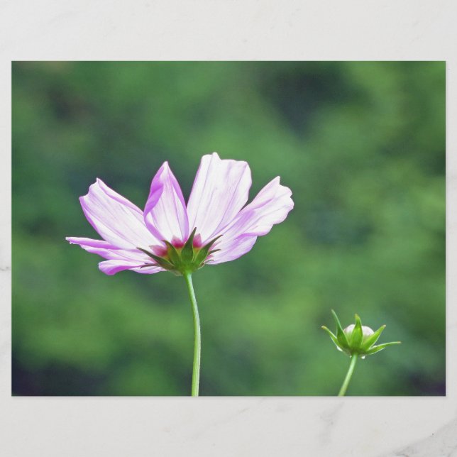 Cosmos (Devant)