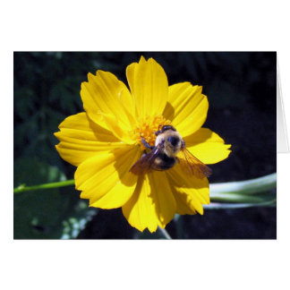 Cosmos Attire Bumblebee