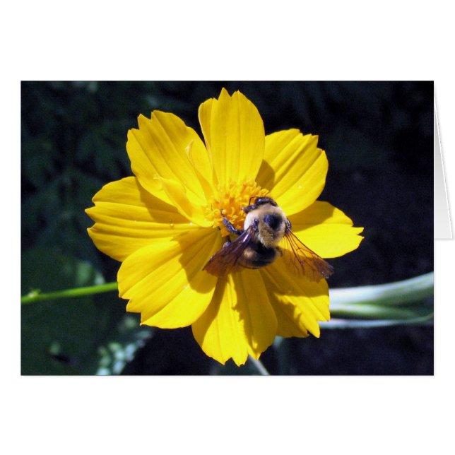 Cosmos Attire Bumblebee (Devant horizontal)