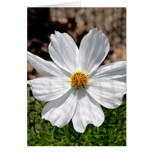 Cosmos blancs (Devant)