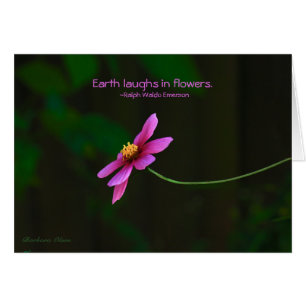 Cosmos : La Terre rit en fleurs