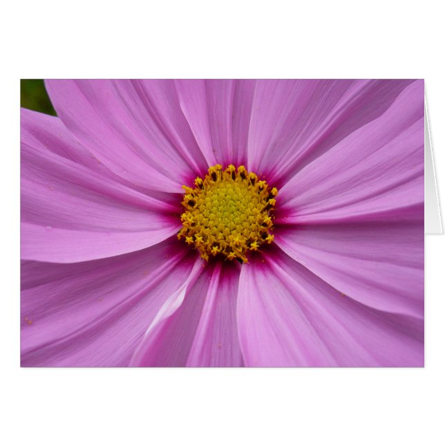Cosmos rose sauvage floral (Devant horizontal)