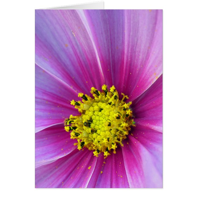 Cosmos roses (Devant)