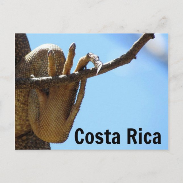 Costa Rica Iguana Souvenir Carte postale (Devant)