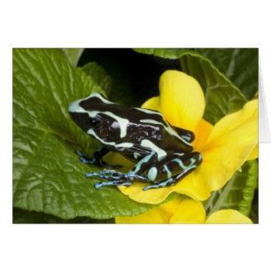 Costa Rica, Péninsule d'Osa