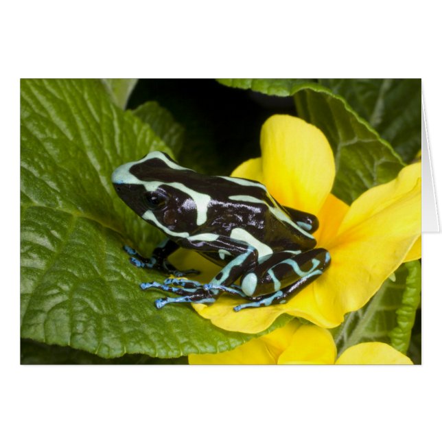 Costa Rica, Péninsule d'Osa (Devant horizontal)