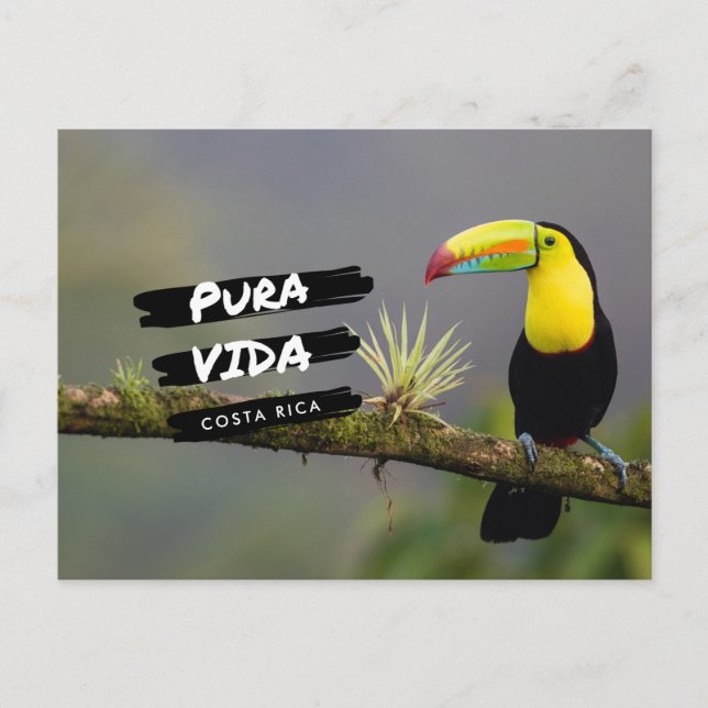 Costa Rica Pura Vida Toucan Photo Carte postale (Devant)