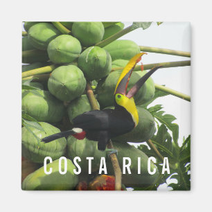 Costa Rica Tropical Toucan Souvenir Magnet
