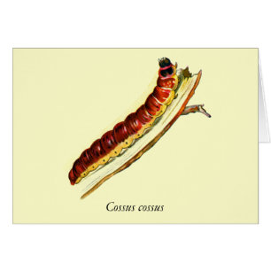 Cosus cossus caterpillar