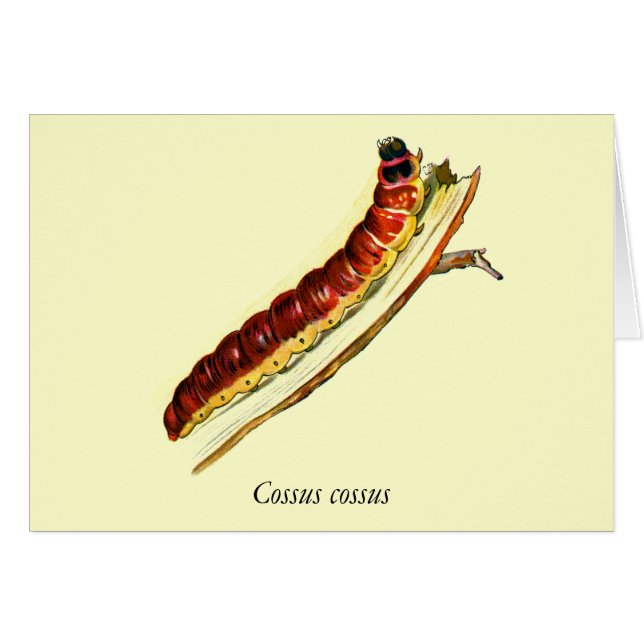 Cosus cossus caterpillar (Devant horizontal)
