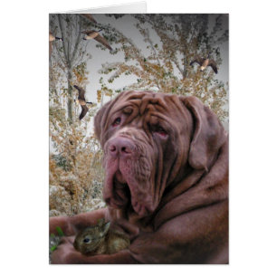 Côté Doux - Neopolitan Mastiff