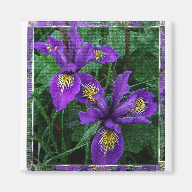 Côte du Pacifique (Douglas) iris - Magnet (Devant)