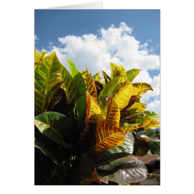 Côte Rican Flora (Devant)