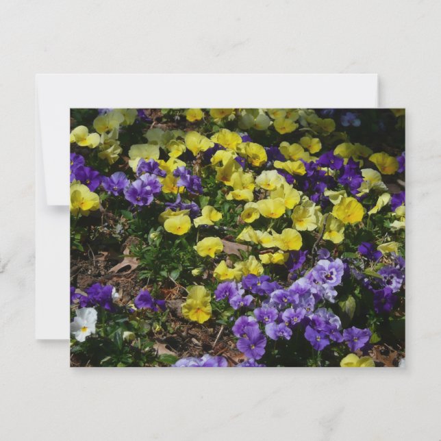 Coteau de panneaux violets et jaunes (Devant)