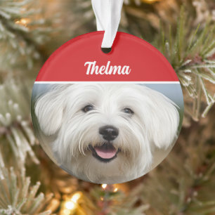 Coton de Tulear Nom Photo Fête Noël