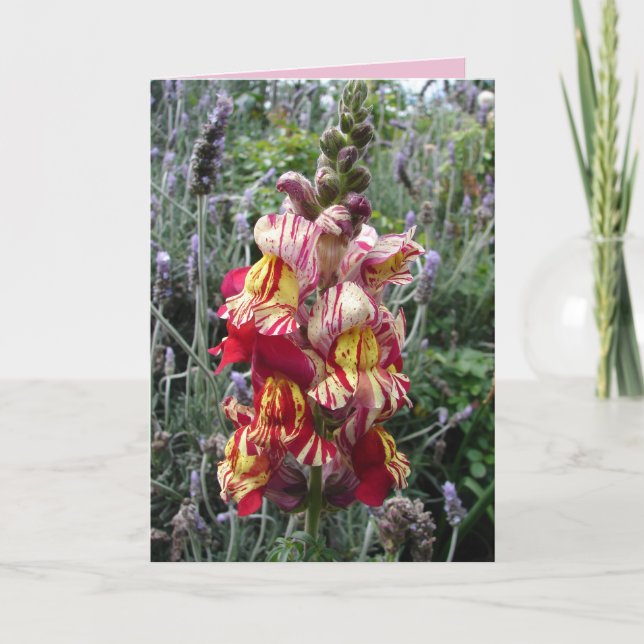 Cottage Garden Striped Red Snapdragon carte floral (Devant)