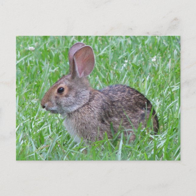 Cottontail en Grass carte postale (Devant)