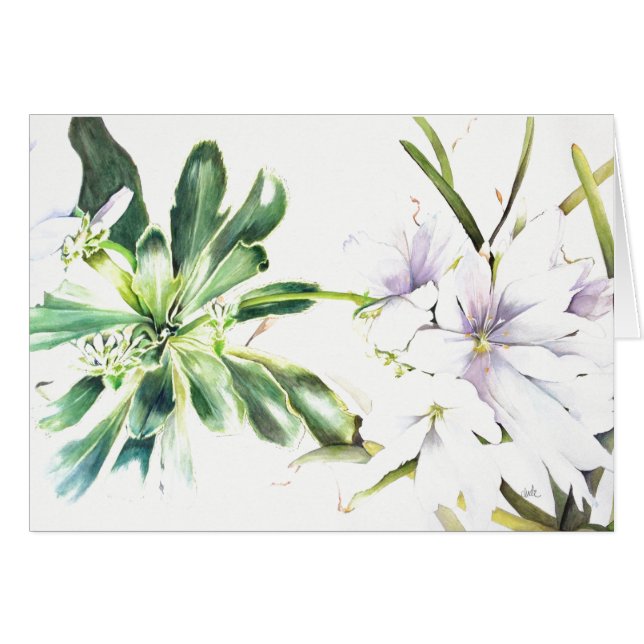 Cotylédon de Lewisia "alba" (5" x 7"),  + (Devant horizontal)