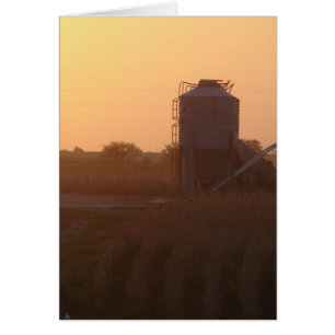 Coucher De Soleil À La Récolte