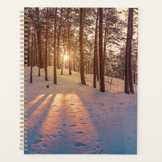 Coucher de soleil dans la pinède d'hiver (Devant)