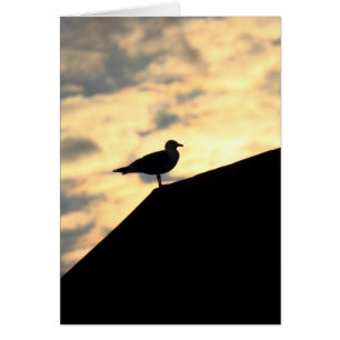 Coucher de soleil de Sea Gull