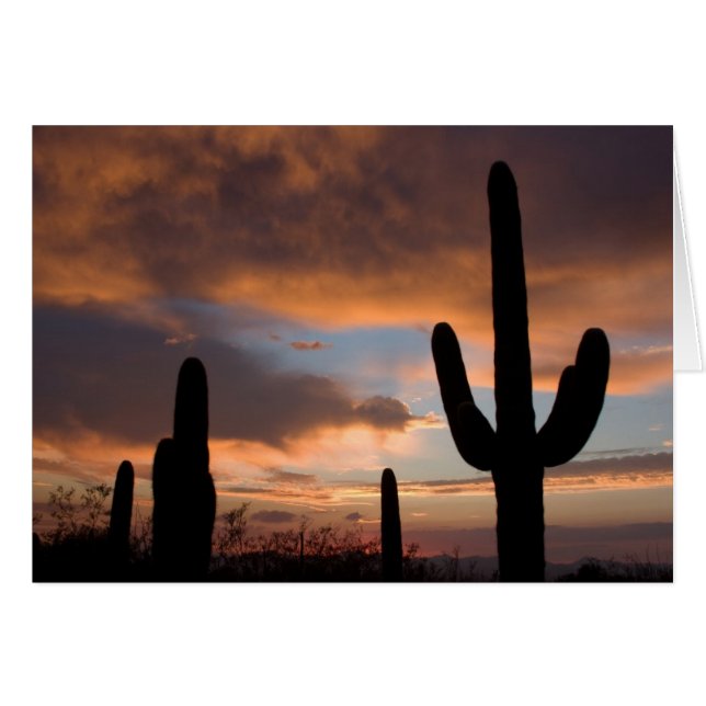 Coucher de soleil du désert du Saguaro (Devant Horizontal)