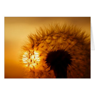 Coucher de soleil et Dandelion