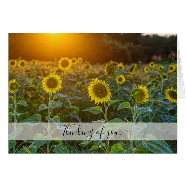 Coucher De Soleil Sur Le Terrain De Tournesol Pens (Devant Horizontal)