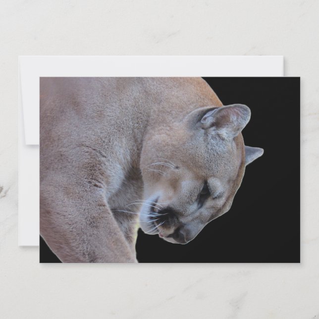 Cougar / Florida Panther / Puma Flat Card (Devant)