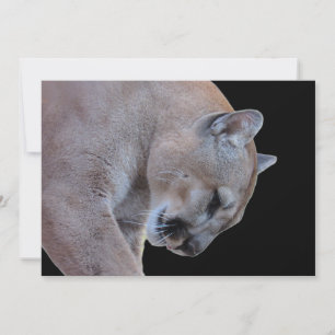 Cougar / Florida Panther / Puma Flat Card