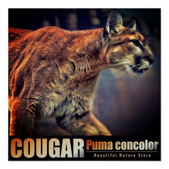 COUGAR：Glossy Poster (Devant)
