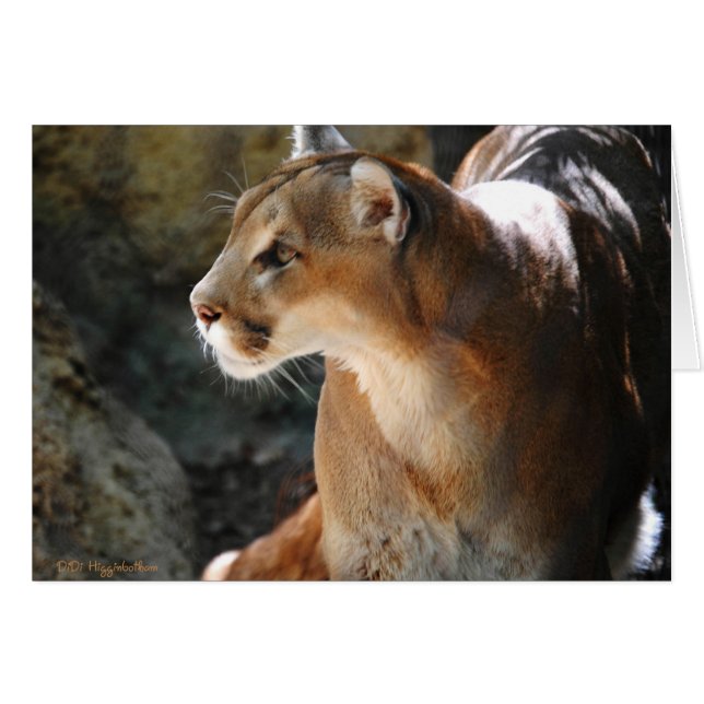 Cougar intense (Devant horizontal)