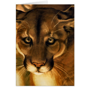 Cougar - Lion de montagne - Puma