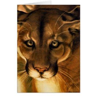 Cougar - Lion de montagne - Puma