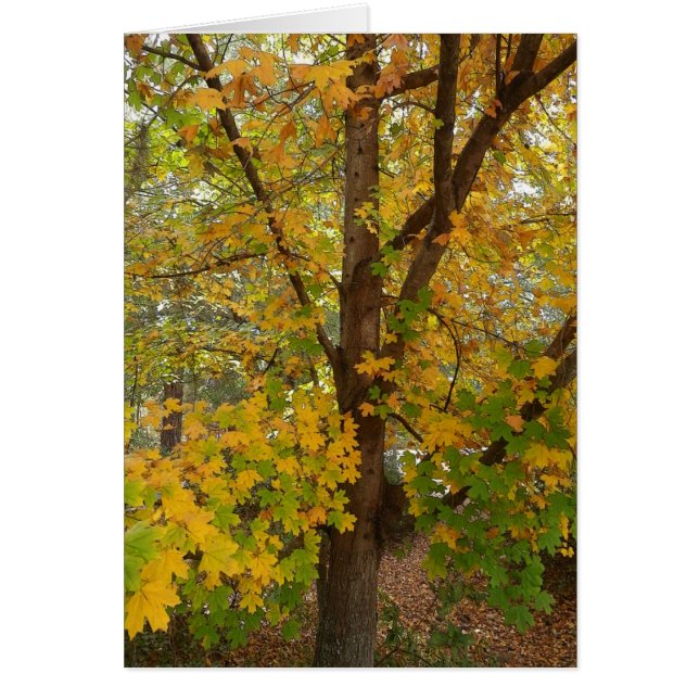 Couleur changeante d'érable de la Floride (Devant)