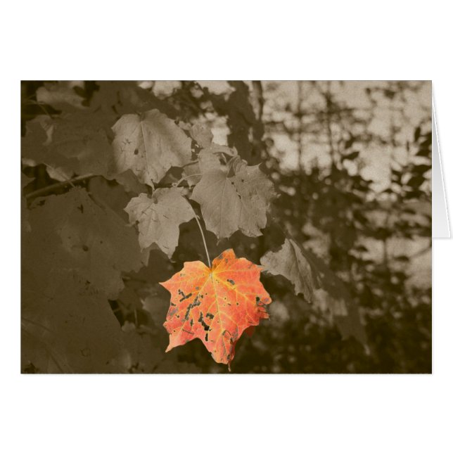 Couleur d'automne (Devant horizontal)