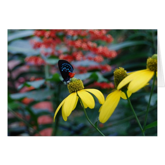 Couleur minuscule (Devant horizontal)