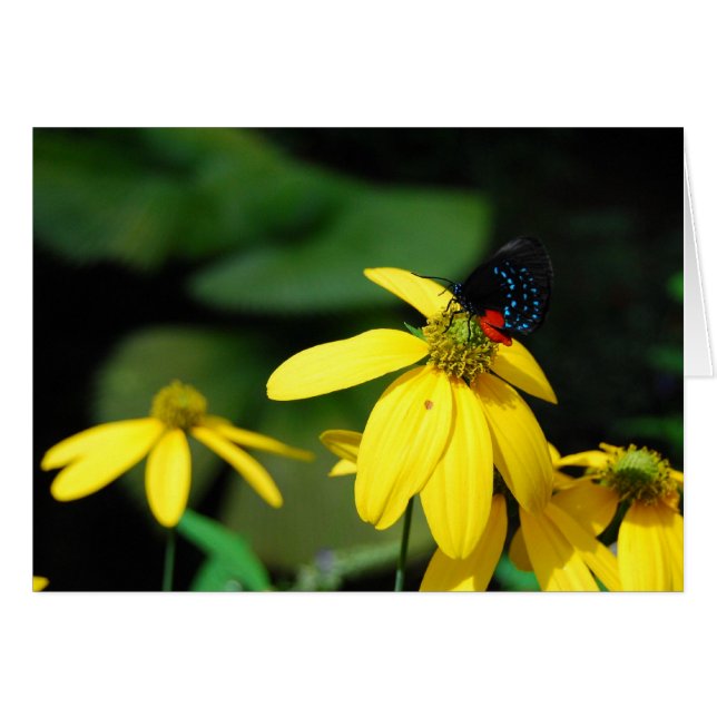 Couleur minuscule 2 (Devant horizontal)