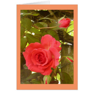Couleur rose de pêche de vigne