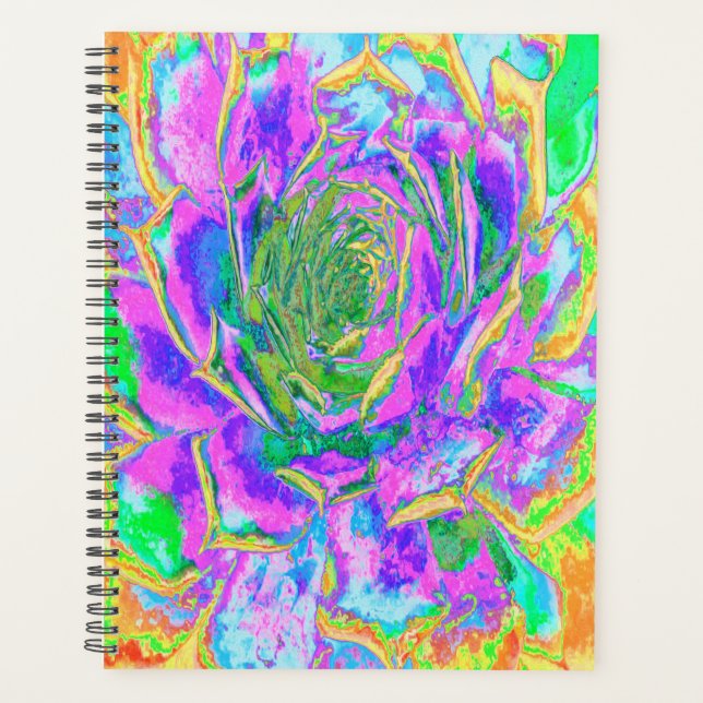 Couleurs arc-en-ciel Fiesta Succulent Sedum Rosett (Devant)